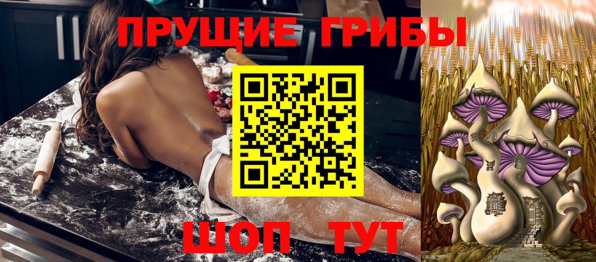 Волхов  Псилоцибиновые грибы Psilocybine cubensis  Вход с VPN 